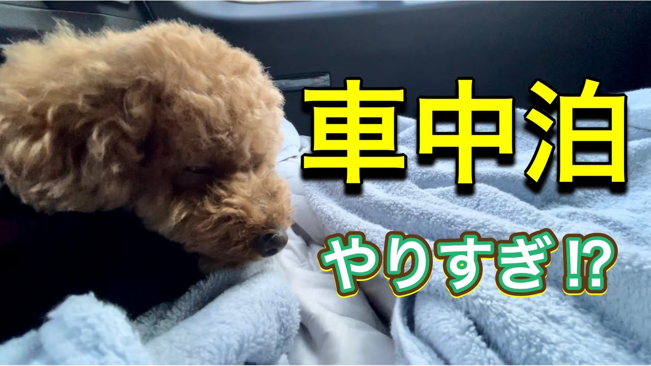 2人と一匹の理想を追い求めた結果・・散財しました💦【アウトランダーPHEV】