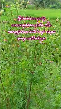 Download lagu KEINDAHAN YANG MEMANJAKAN MATA