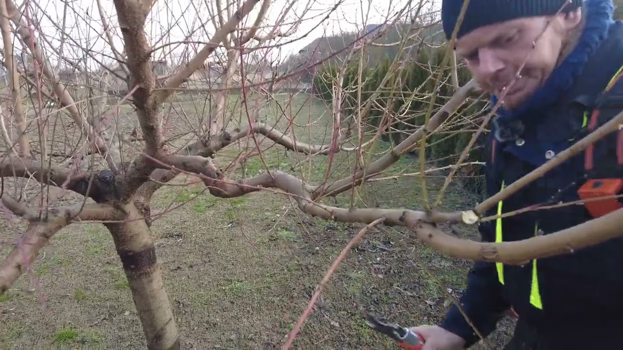 Metszés őszibarack Alfától Omegáig