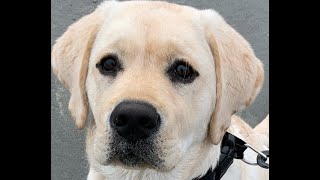 Gus's First Visit To The Beach by Stephanie Vallee 317 views 1 year ago 2 minutes, 18 seconds