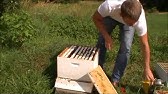 How to Requeen a beehive - Beekeeping 101 - GardenFork - YouTube