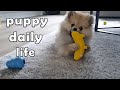 Daily life routines  episode 3  pomeranian puppy