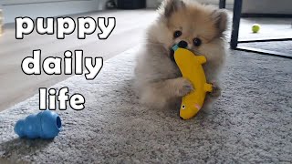 Daily Life Routines | Episode 3 | Pomeranian Puppy