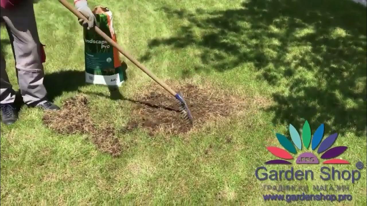 how-to-fix-bare-spots-in-the-lawn-from-dogs-youtube