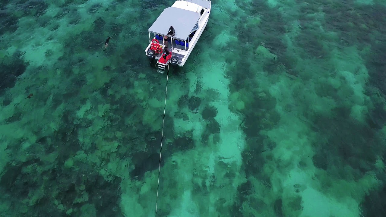 Giant fish jump on us! WTF!