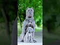 Dog Collar Dog Canecorso Dogshorts Shortsfeed 