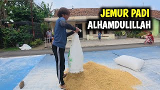 Download Lagu LANGSUNG KITA JEMUR || ALHAMDULILLAH HASIL PANEN KALI INI CUKUP BAGUS MP3 Download Lagu LANGSUNG KITA JEMUR || ALHAMDULILLAH HASIL PANEN KALI INI CUKUP BAGUS MP3