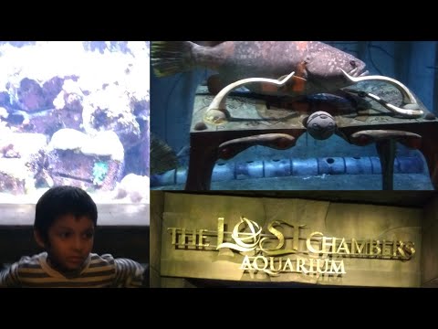 the lost chamber aquarium in Atlantis the palm Dubai