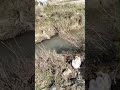 Görün kəndlər nə gündədir? Adam kənddə olan eybəcərlikləri çəkdi və həll yollarını göstərdi
