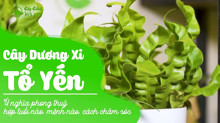 Đặc điểm thích nghi của cây dương xỉ là gì