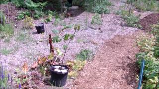 Grow Tip - Mulched Pathways Are Cool