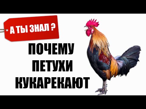 Видео: Могут ли петухи кукарекать ночью?