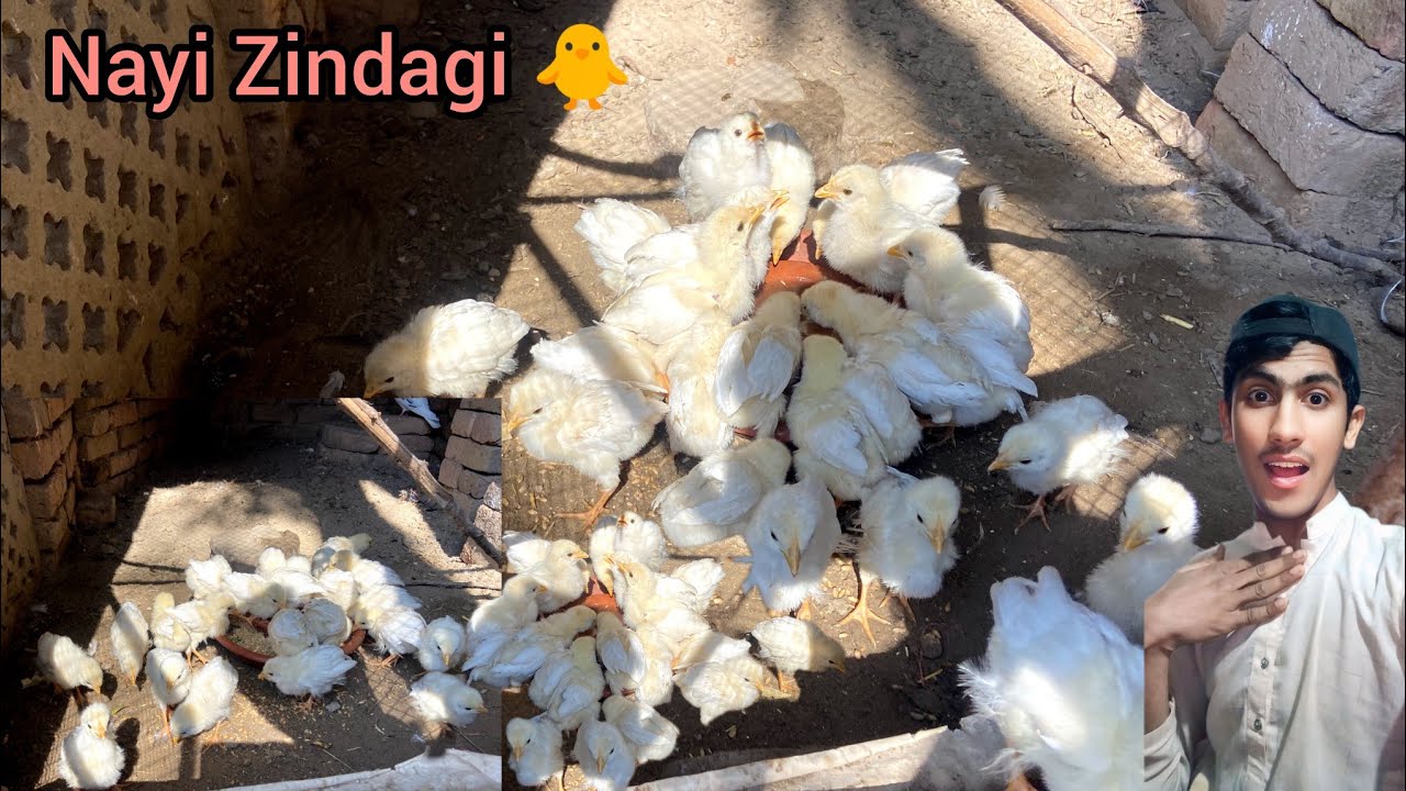 Ghar Ki Azaadi Se Zoo Ke Cage Tak 🐥❤️‍🩹|| Haseeb Home Birds