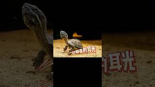 蛋龜市場大動亂!這#turtle #饲养员日常 #科普