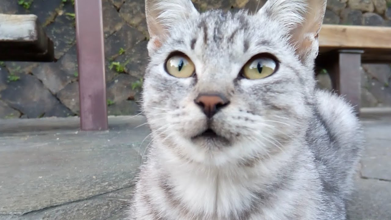 猫たちは集まって何をしているのか 謎めいた 猫の集会 について調べてみた Petpedia