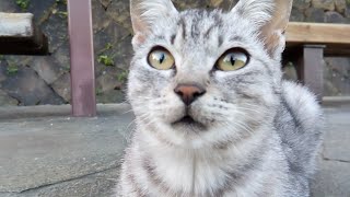 猫の集会に参加してきました。