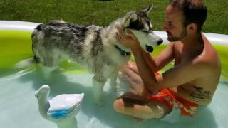 Husky going swimming