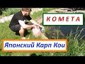 Покупка рыб для пруда. Карп кои и комета, золотая рыбка