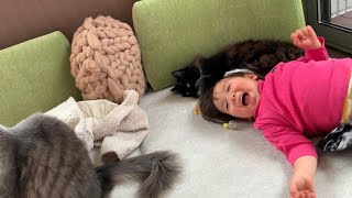 まるで娘の妹のように暮らす猫 ラガマフィン A cat that lives like a daughter's sister