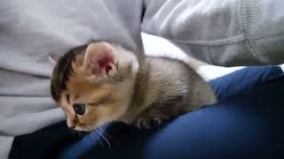 #cat BEST FUNNY CATS Short 2022😂| Funny and Cute Cat Videos !😸 #cats #cat by Adorable Animals 20 views 1 year ago 1 minute