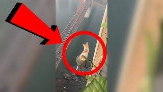 Умная кошка дурачила спасателей 6 дней, а они ничего не могли сделать Умная кошка дурачила спасателей 6 дней, а они ничего не могли сделать