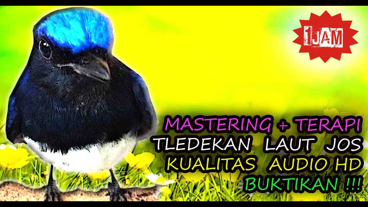 Tledekan Laut Audio - Suara Tledekan Laut Gacor Nembak Super