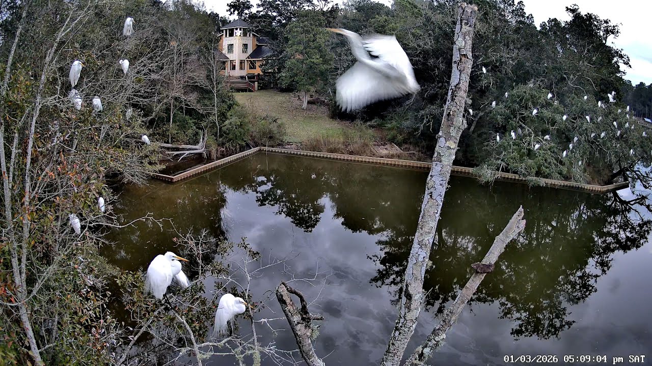 Evening Egret Roosting: January 3, 2026 - Inner Harbor Bayou, Ocean Springs, Mississippi