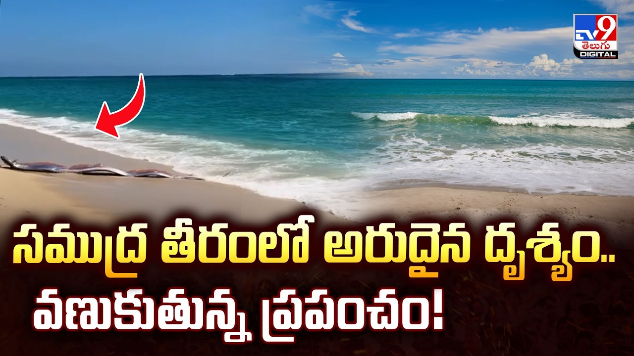సముద్ర తీరంలో అరుదైన దృశ్యం.. వణుకుతున్న ప్రపంచం! - TV9