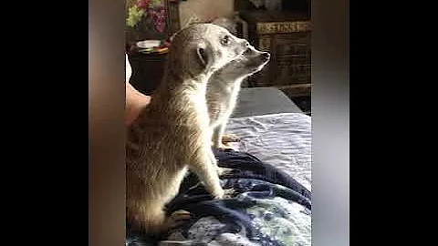 Сурикаты дома,содержание,шокирующие факты😱