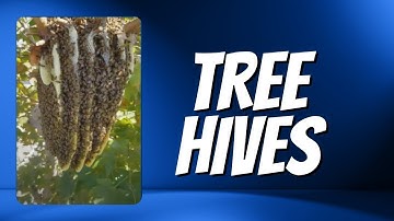 How to remove bees from trees