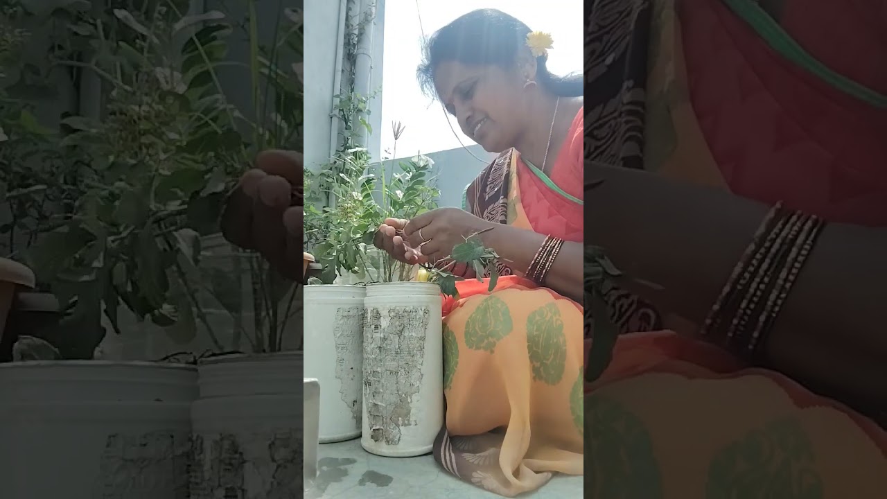 pharpool poola mokkalu natutunna