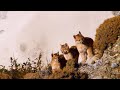 Puma Behavior and Habitat Exploration
