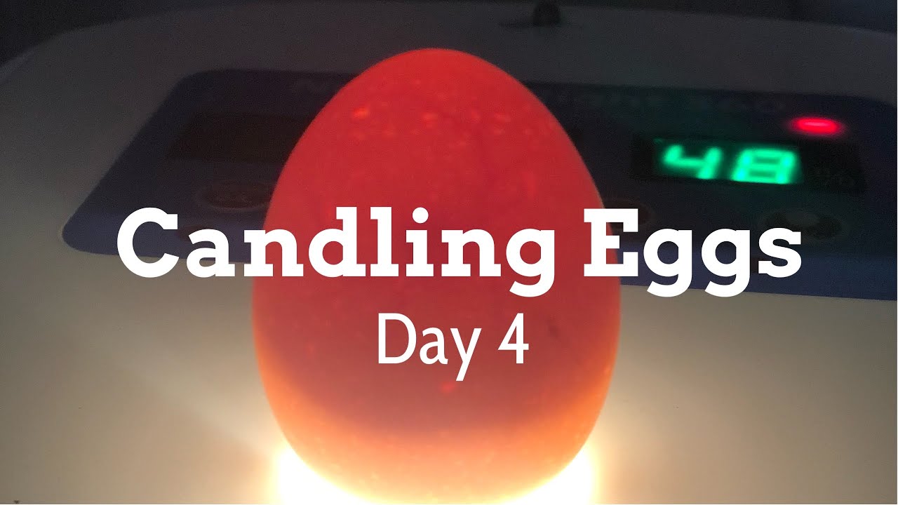 CANDLING EGGS- Day 4 - YouTube