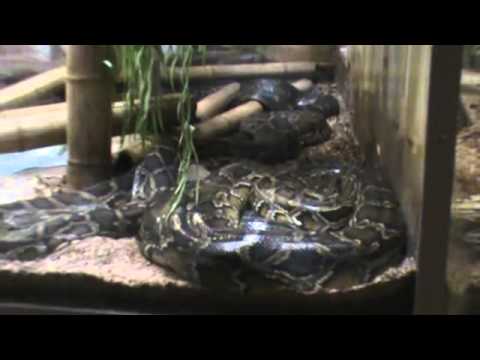 Burmese Python At The Peoria Zoo