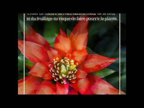 Comment entretenir le guzmania ? par Florajet