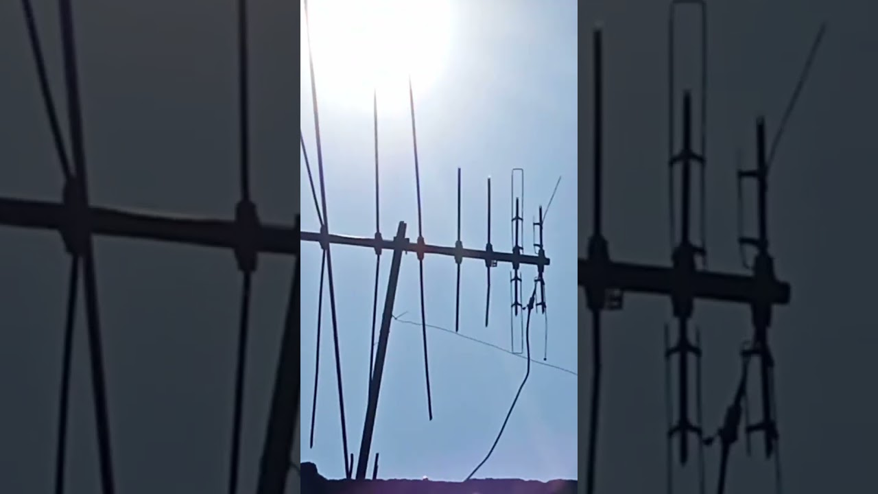 droseritas adelae plantulas droseras adelae