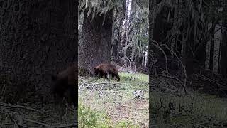 Black Bear Cub Umpqua NF June