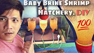 Diy Baby Brine Shrimp Hatchery Legit  Food For Betta Fry Bbs Hatchery