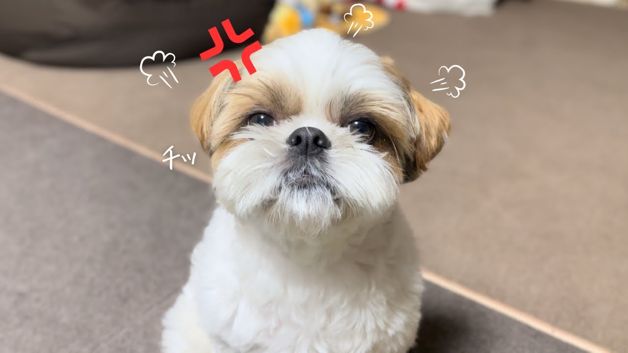 【シーズー】ご乱心な息子が可愛すぎたw w w【犬Vlog】