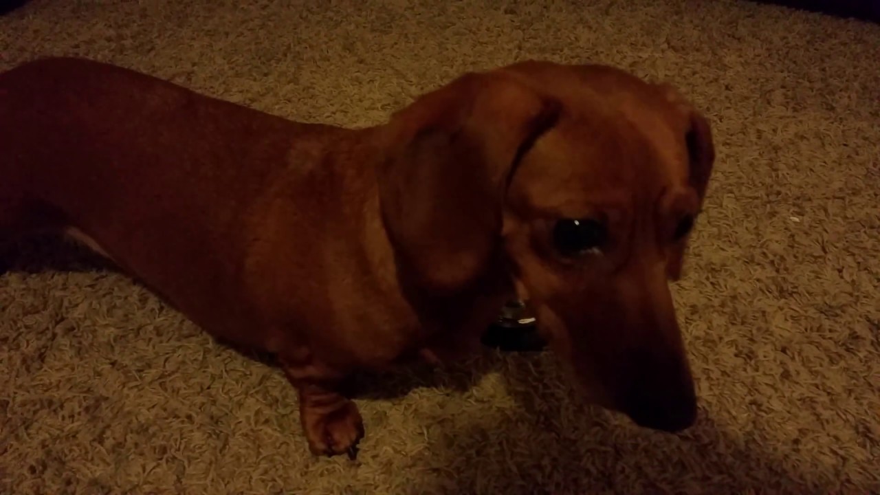 Lily, the Dachshund, Learns How to Ring the Bell YouTube