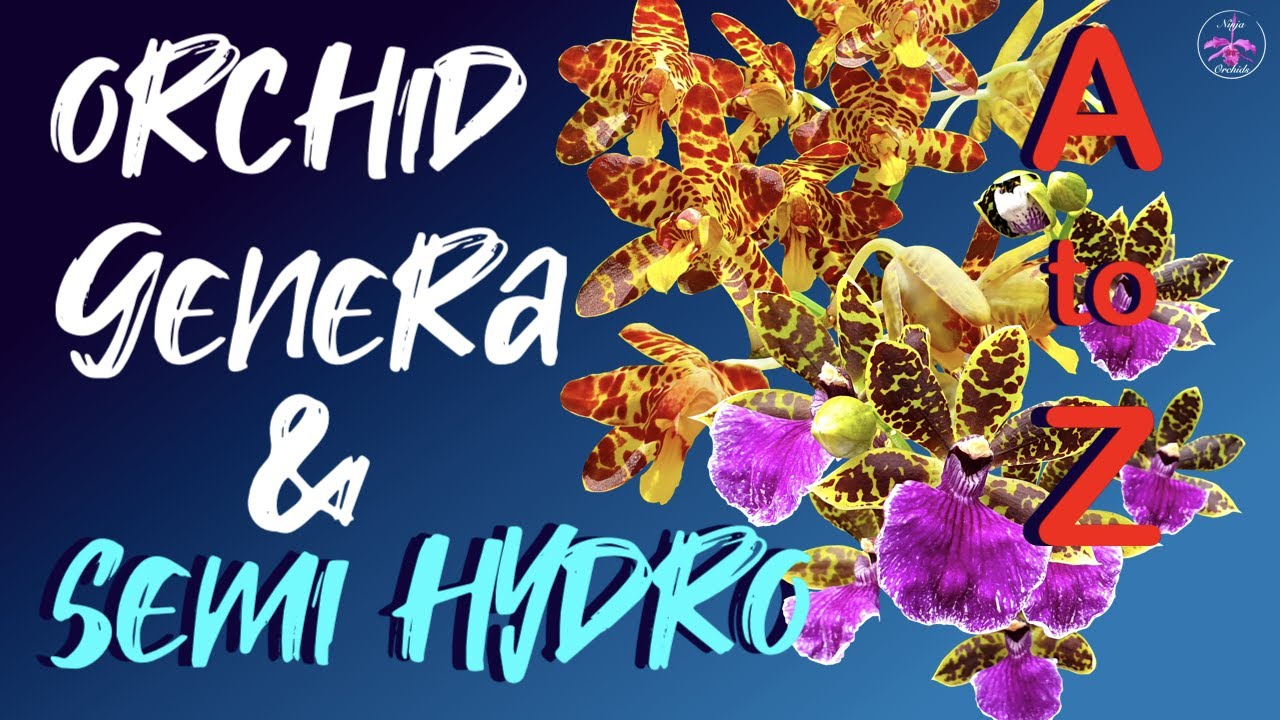 How to grow every Orchid Genera in Semi Hydro | Organic & Inorganic media #ninjaorchids semihydro