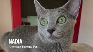 Vote for my Nadia to become America's Favorite Pet!!!