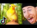 Try Not to Laugh at Bird Tik Toks