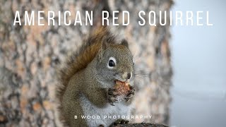 American Red Squirrel | Chickaree | Pine Squirrel | Hudson’s Bay Squirrel 🐿️