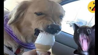 Try Not to Laugh CHALLENGE   30 Minutes of Funny Dogs