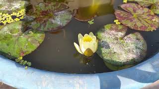Time lapse of water lily flower
