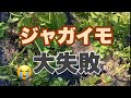 初体験！ジャガイモ【モザイク病】収穫ほぼ無し。。。230511#家庭菜園 ＃ジャガイモ栽培#ジャガイモ病気＃モザイク病