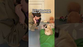 Meet Grandpa! The newest member of the family! 🥰He’s 13, deaf & needed a family 🥹 #rescuedog #pug