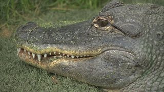 California couple faces difficult decision with their pair of alligators