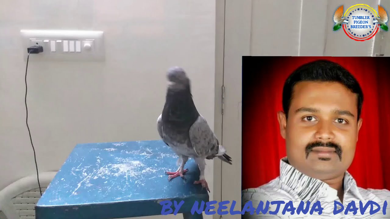 Home remedy for treating old sukka in pigeons